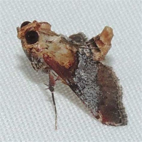 Bark Fragment Snout Moth In The Sonoran Desert