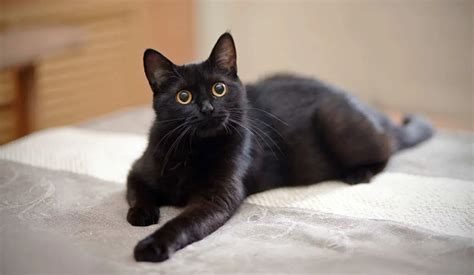 The Black Cat Breeds With Yellow Eyes Pets Gaze