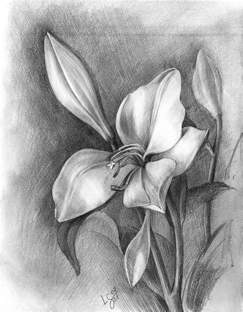 Lily Bud And Wilted Flower Pencil Drawing 2021 Pencil Drawing By
