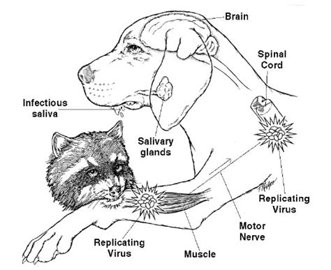 Rabies Month Awareness