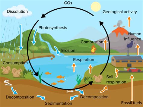 Carbon Cycle Read Biology Ck 12 Foundation