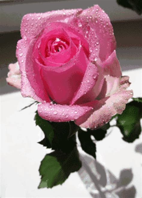 Pin By Nena On The Queen Of Flowers Beautiful Pink Roses Beautiful