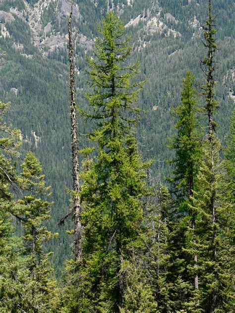 15 Most Common Trees In Oregon Progardentips