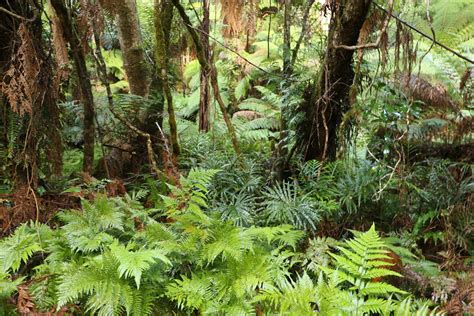 Maxwells Creek Rainforest Walk With Pteris Umbrosa Flickr