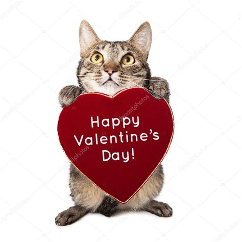 Cat With Valentines Day Heart — Stock Photo 61597013