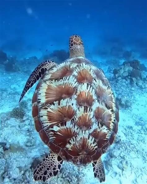 Eventually, you will have to get your snorkeling gives you a chance to enjoy the amazing beauty that the underworld water has to offer. | Did you know see turtles actually breathe atmospheric ...