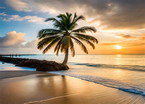 شاطئ المحيط الجميل غروب الشمس شجرة النخيل طبيعة خلفية خلفية محيط غروب الشمس شاطئ بحر صورة