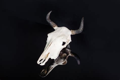 Real Bull Skull Wall Decor Genuine Bull Skull With Horns Bull Skull