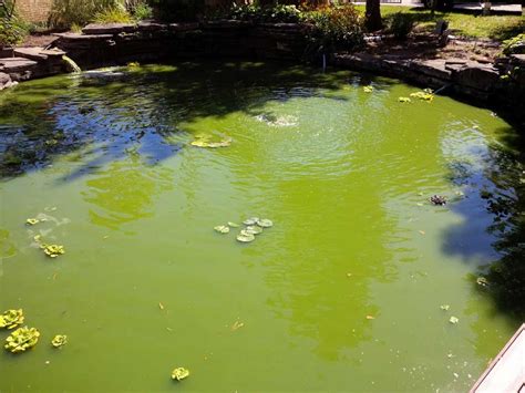 Large Pond Algae Control Hydrosphere Water Gardens