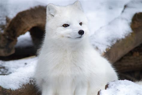 Arctic Fox Utica Zoo