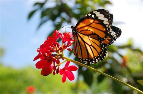 Mariposa Monarca Características Hábitat Alimentación Y Migración