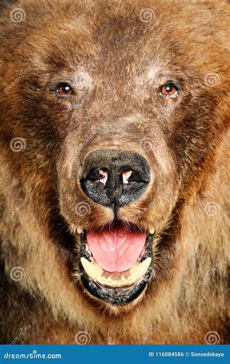 Portrait Of A Brown Bear Stock Photo Image Of Hunter 116084586