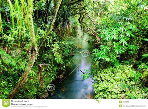 Lush Green Rainforest Stock Photos Image 3866213