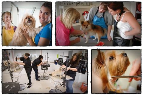 See more of the dog grooming academy on facebook. Dog Grooming Courses | How "Online Grooming School" Helps ...