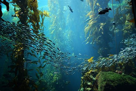 Kelp Forest Ecosystem