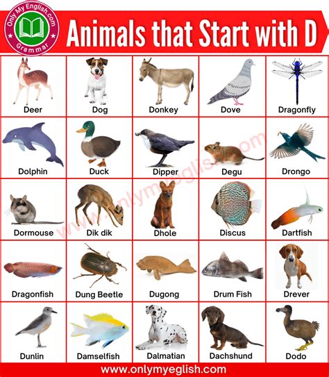50 Animals That Start With D Animals Beginning With D