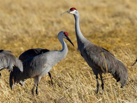 Do Sandhill Cranes Migrate Birdfact