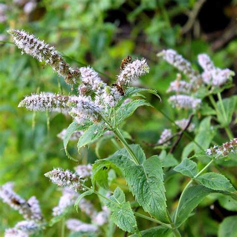 Peppermint Seed Mentha Piperita Herb Seeds