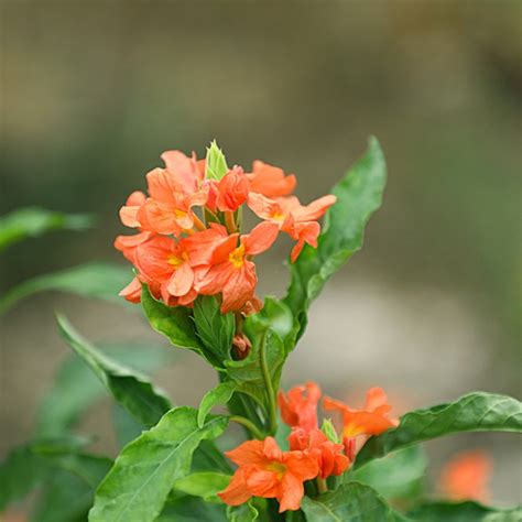 Firecracker Flower Crossandra Infundibuliformis Picturethis