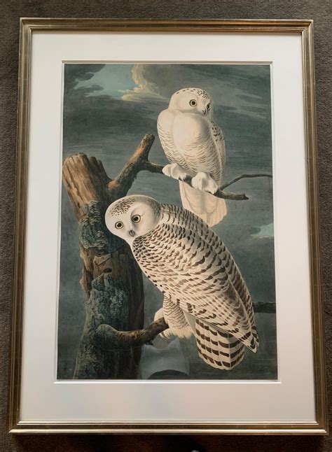 John James Audubon Snowy Owls Oppenheimer Editions 2006 Ed 200