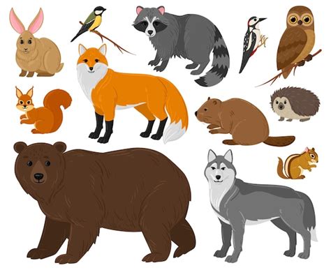 Dibujos Animados De Animales Del Bosque Búho Oso Zorro Mapache Y