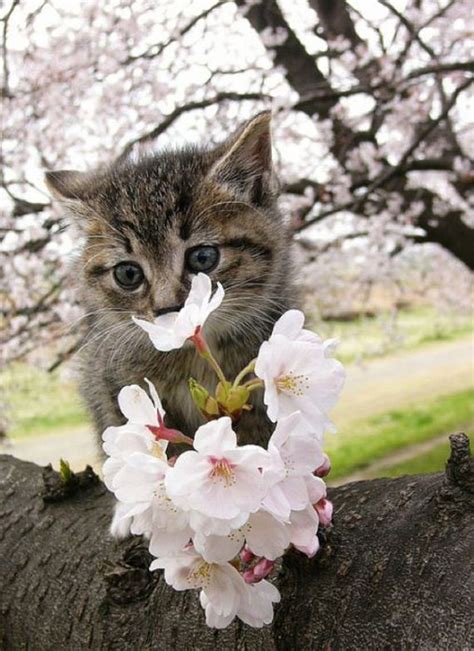 Cherry Blossom Tree Cats Barnorama