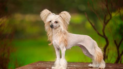 Chinese Crested Exotic Dog Breeds