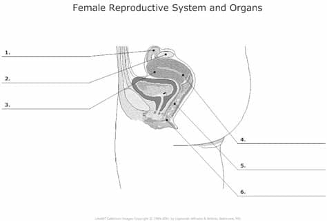 Free anatomy 3d models are ready for lowpoly, rigged, animated, 3d printable, vr, ar or game. 11 Best Images of Human Reproductive System Diagram ...