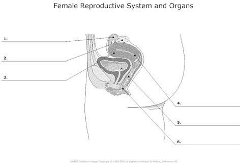 The reproductive system (the human body, how it works) randolph w.|ph.d. 11 Best Images of Blank Anatomy Worksheets - Human Anatomy ...