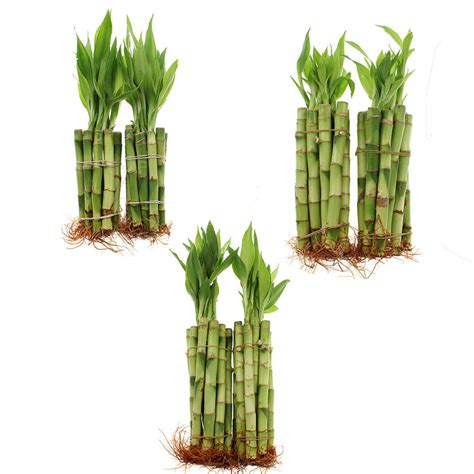 Lucky Bamboo Live Plant Straight Stalk Bundle Of 4 6 8 60 Total