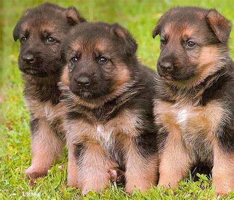 The German Shepherd German Shepherds Puppies