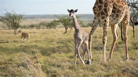 Intense Battle Between Lioness And Giraffe Over Her Newborn Baby