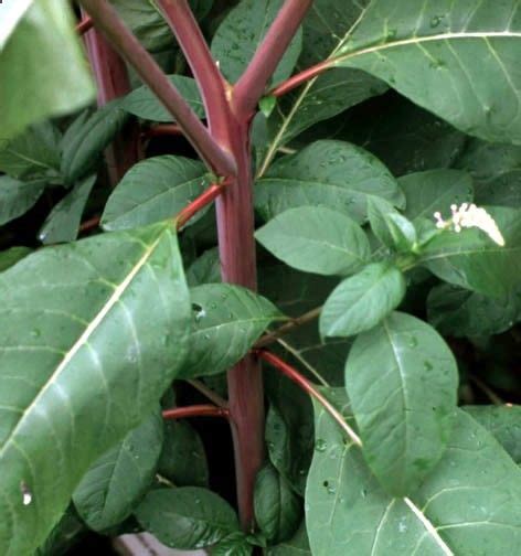 Common Pokeweed Has A Distinctive Red Smooth Stem With Large Fleshy
