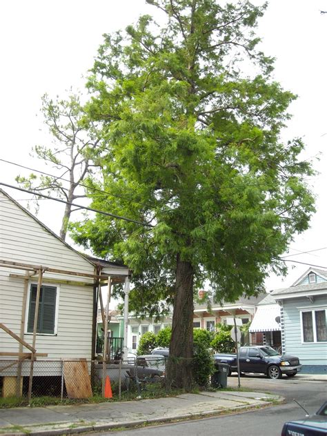 The Elusive Uptown Cypress – RiversideNOLA