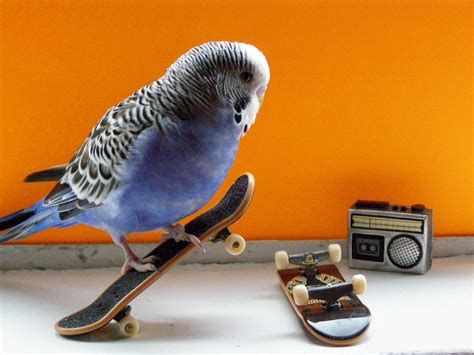 Budgies Are Awesome Week Of Skateboarding Budgies Day One