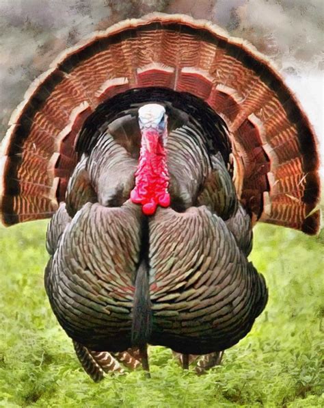 Tail Beautiful Tail The Tail Of A Turkey Old Turkey Holiday