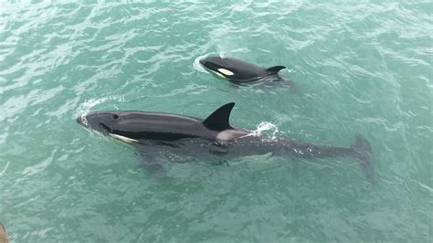 Orca Calf And Mother Play Close To Auckland Wharf Nz Herald