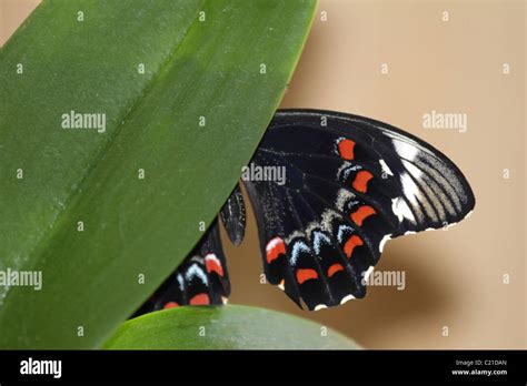 Hiding Orchard Swallowtails Butterfly Stock Photo Alamy