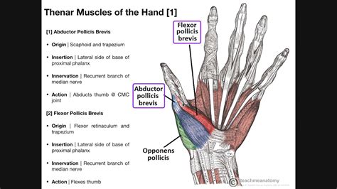 Palmar Musculature The Thenar Muscles Youtube