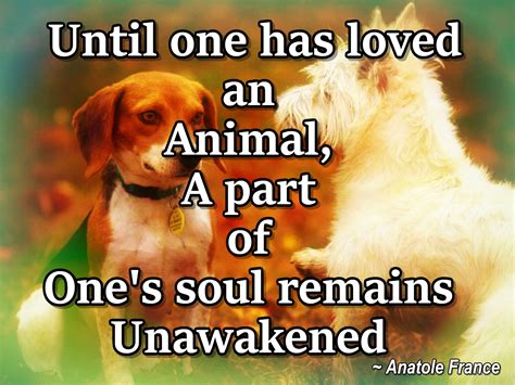 Until One Has Loved An Animal A Part Of Ones Soul Remains Unawakened