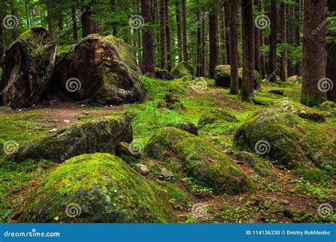 Pine Forest With Rocks And Green Moss Stock Photo Image Of Rocks