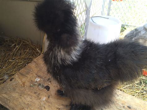 Sexing A Silkie Backyard Chickens Learn How To Raise Chickens