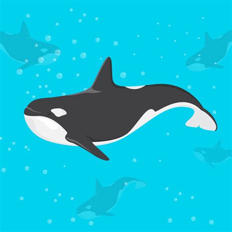 Killer Whale Illustration Set Vector Download Riset