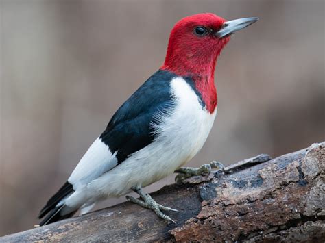 Get To Know 15 Adorable Small Birds With Striking Red Heads