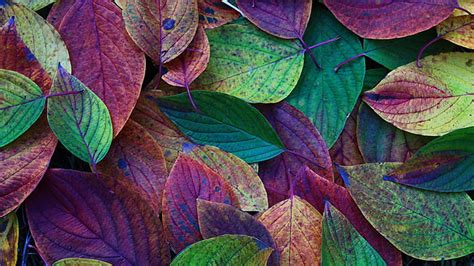 Purple Green Yellow Autumn Leaves Hd Autumn Wallpapers Hd Wallpapers