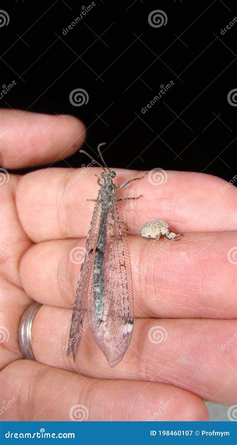 Antlion Ant Lion Antlion Larva And Adult On The Hand Stages Of The