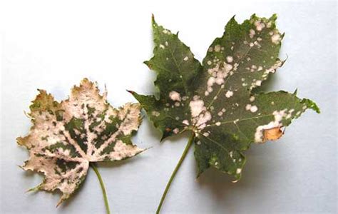 Powdery mildew on tree bark. Powdery Mildew on Trees and Ornamentals | Horticulture and ...