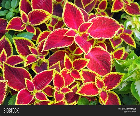 Red Coleus Plants Image And Photo Free Trial Bigstock