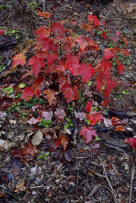 Red Maple Sapling Photograph By David Whiteside