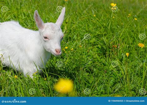 Close Up Small White Kid Baby Goat Graze In A Field Of Green Grass